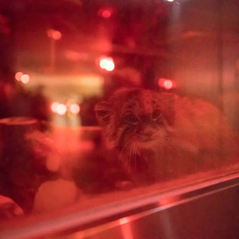 A photograph of Naim in Ueno Zoological Gardens