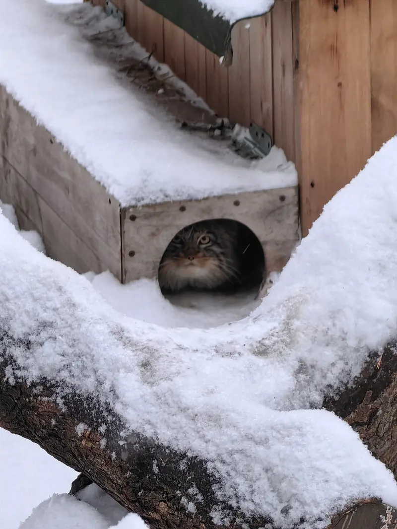 A photograph of Son of Snezhinka b.2025 Ⅲ in Novosibirsk Zoo