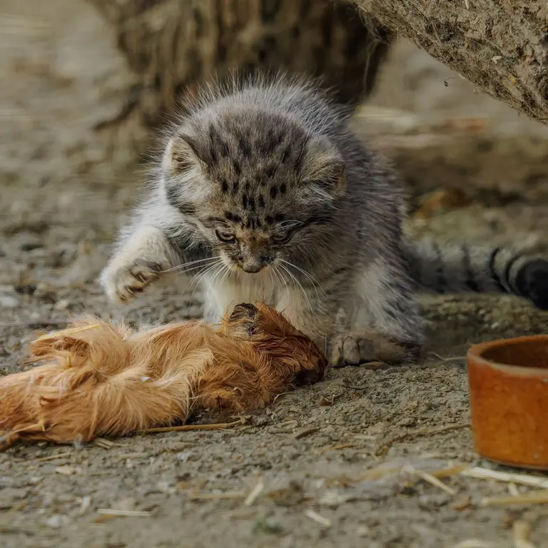 A photograph of a Pallas's cat in Brno Zoo