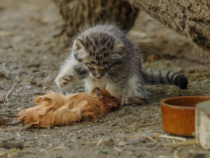 A photograph of a Pallas's cat in Brno Zoo
