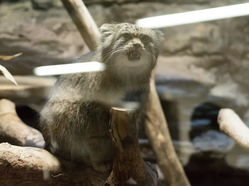 A photograph of Klyon in Ueno Zoological Gardens