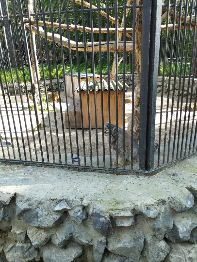 A photograph of a Pallas's cat in Novosibirsk Zoo