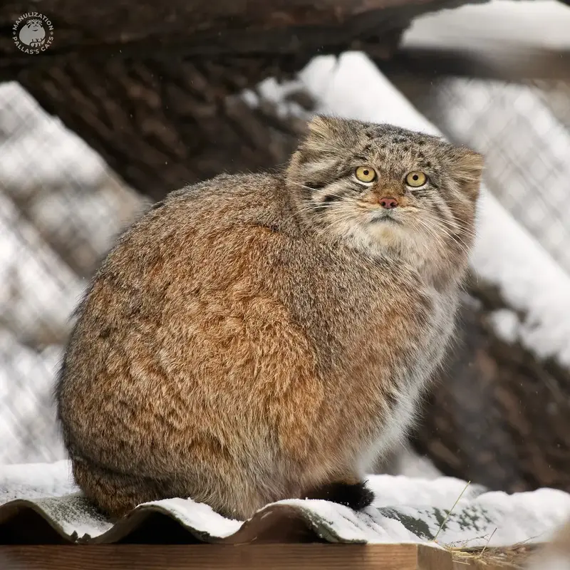 A photograph of a Pallas's cat