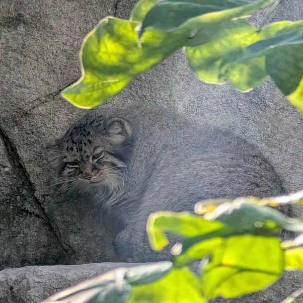 A photograph of Tiina in Columbus Zoo and Aquarium