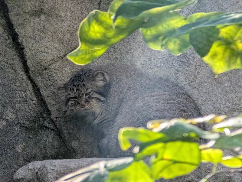 A photograph of Tiina in Columbus Zoo and Aquarium