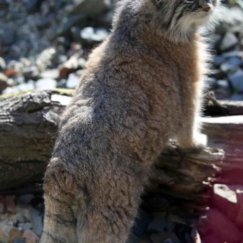 A photograph of Moira in Ostrava Zoo
