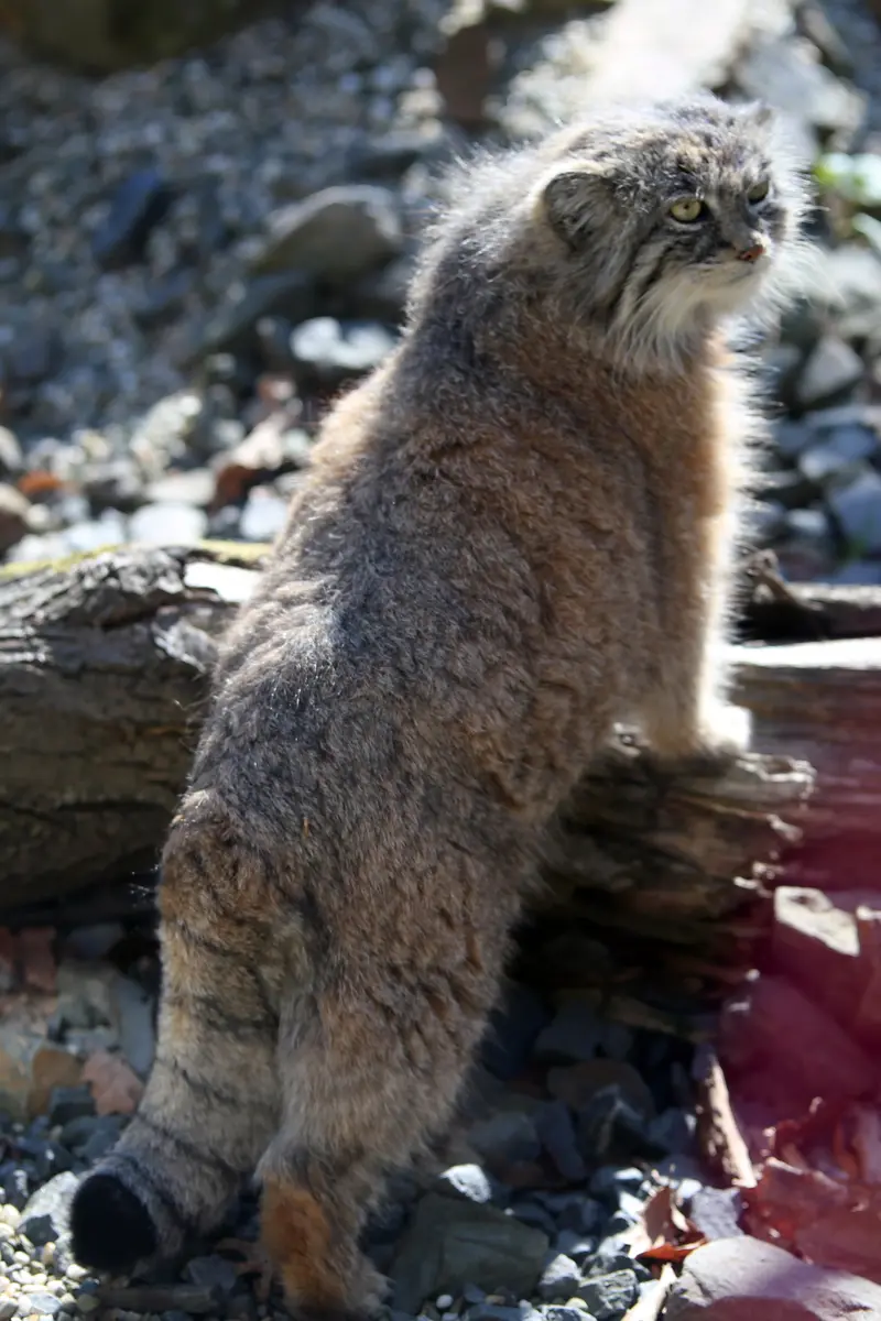 A photograph of Moira in Ostrava Zoo