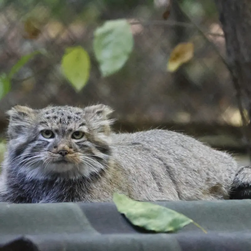 A photograph of Daughter of Lolo b.2026 Ⅰ in Novosibirsk Zoo