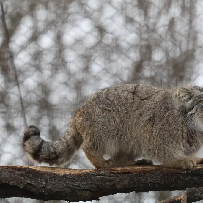 A photograph of Arkas in Korkeasaari Zoo