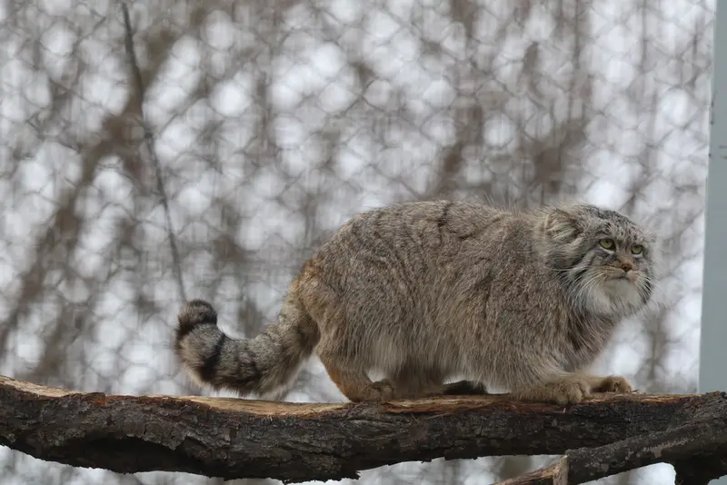 A photograph of Arkas in Korkeasaari Zoo