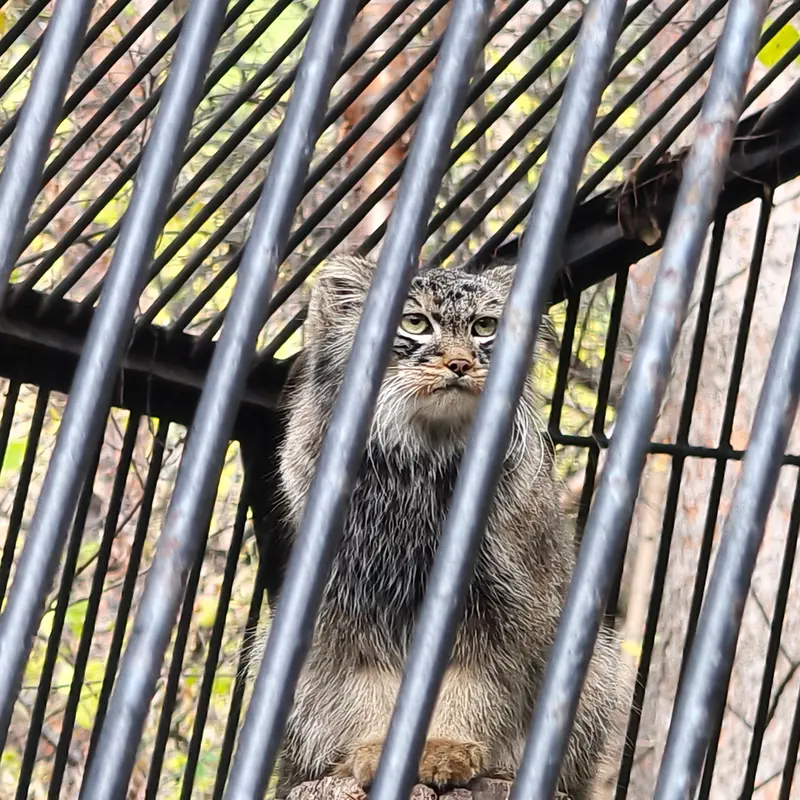 A photograph of Leon in Novosibirsk Zoo