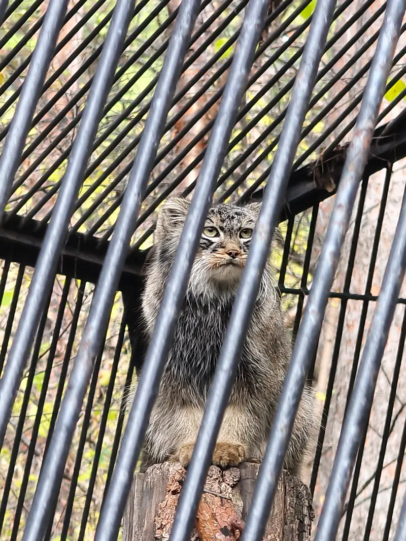 A photograph of Leon in Novosibirsk Zoo