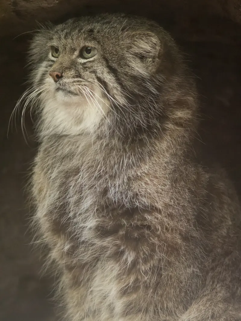 A photograph of Klyon in Ueno Zoological Gardens