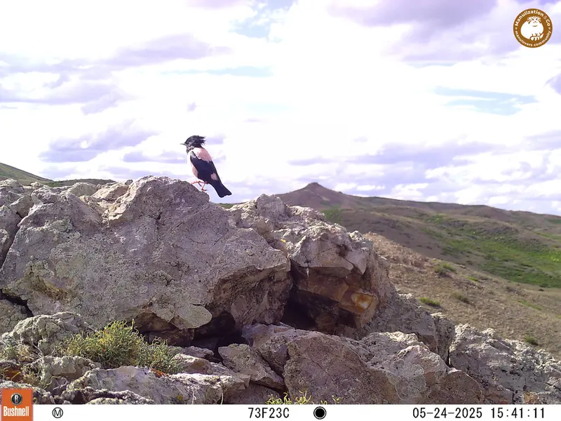 A photograph of a Pallas&#039;s cat from Besshoky 1 camera trap