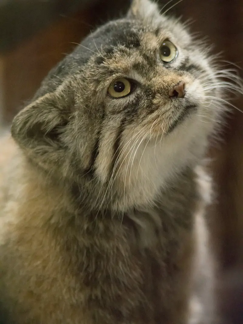A photograph of Primula in Ueno Zoological Gardens