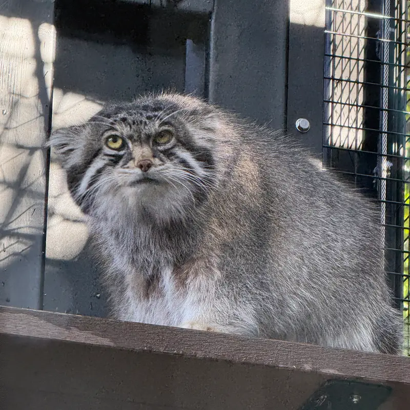 A photograph of Grusha in Asahiyama Zoo