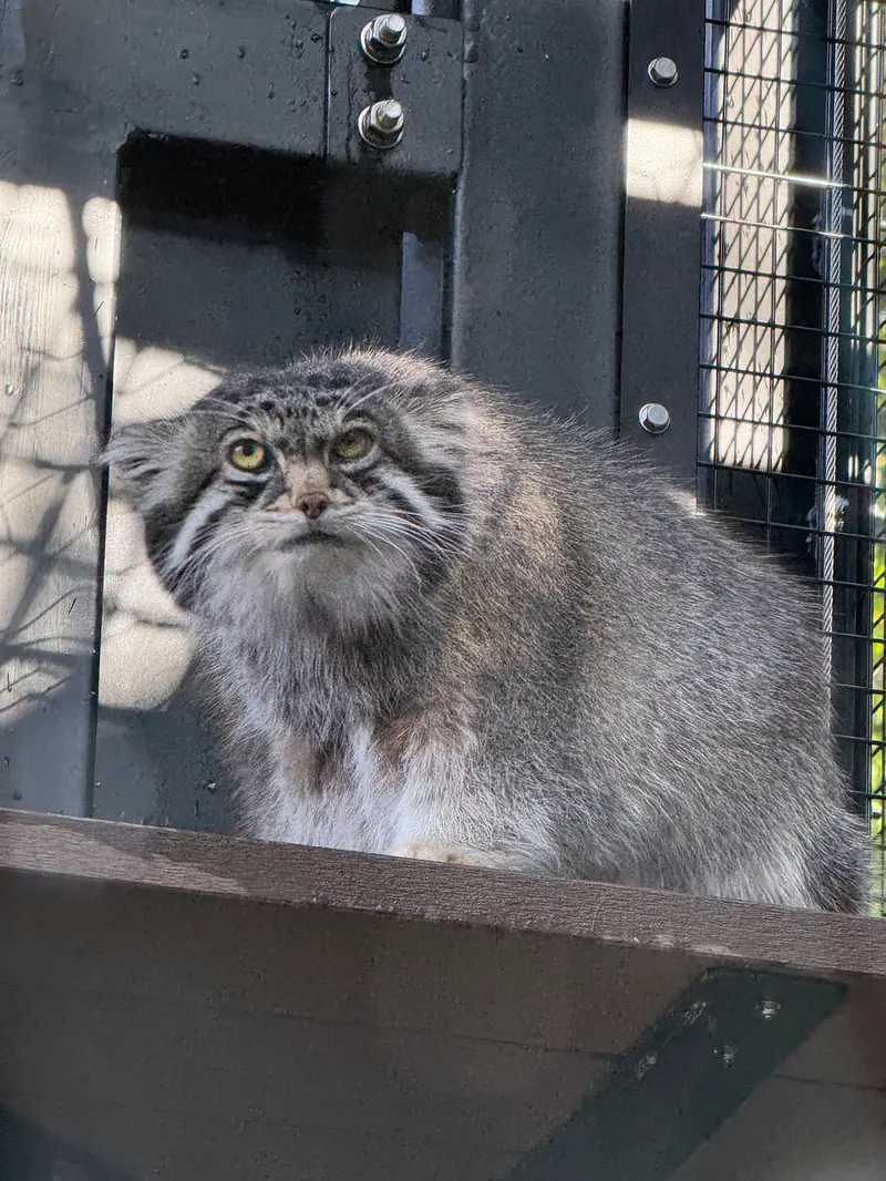 A photograph of Grusha in Asahiyama Zoo