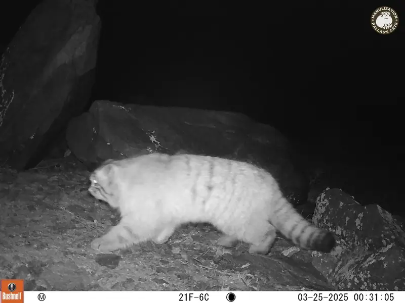 A photograph of a Pallas's cat