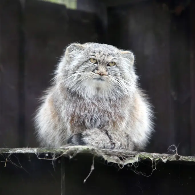 A photograph of Aysen in Košice Zoo