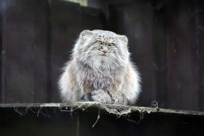 A photograph of Aysen in Košice Zoo