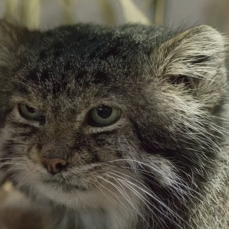 A photograph of Klyon in Ueno Zoological Gardens