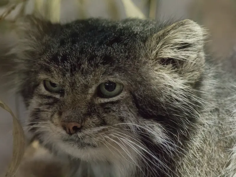 A photograph of Klyon in Ueno Zoological Gardens