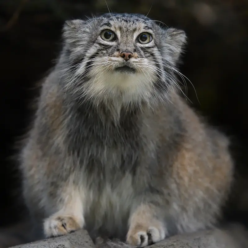 A photograph of Az in Kobe Animal Kingdom