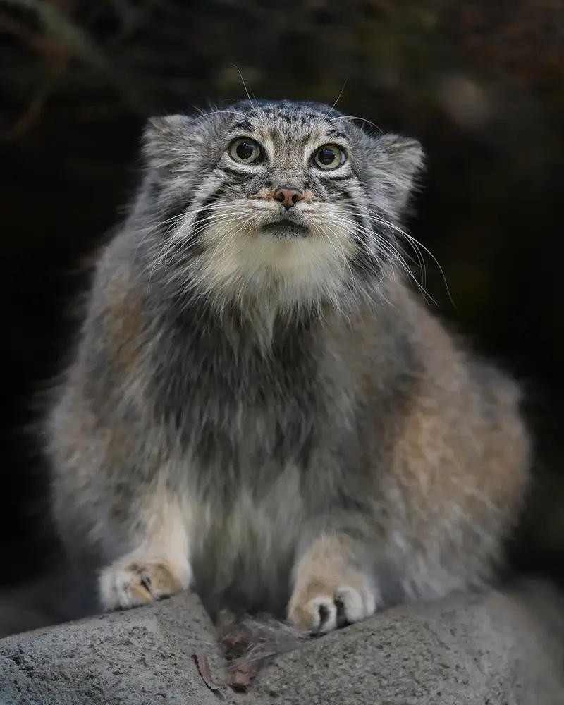 A photograph of Az in Kobe Animal Kingdom