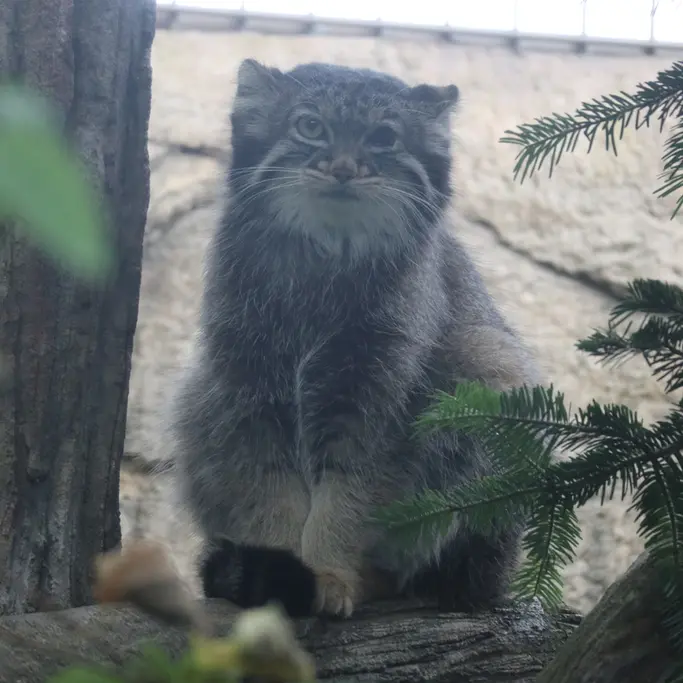 A photograph of Abrikos in Nasu Animal Kingdom