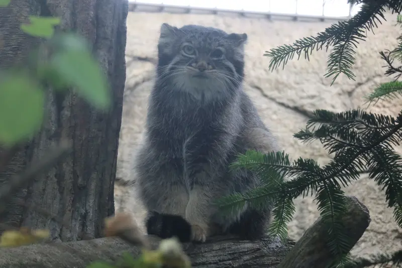 A photograph of Abrikos in Nasu Animal Kingdom