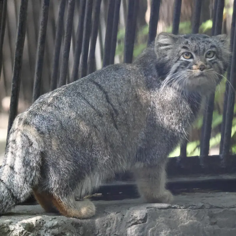 A photograph of Katun in Novosibirsk Zoo