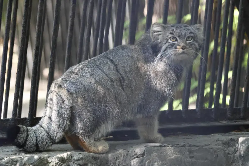 A photograph of Katun in Novosibirsk Zoo