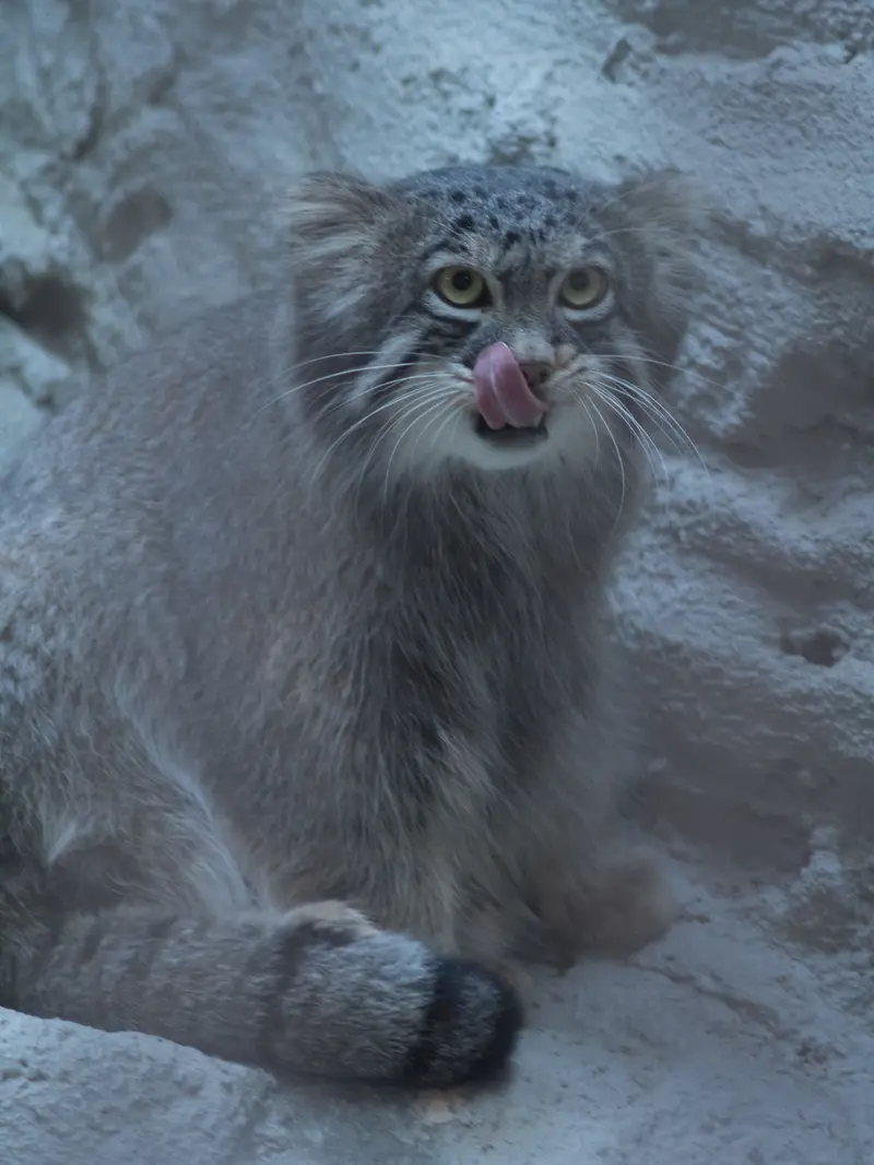 A photograph of Figa in Nogeyama Zoo