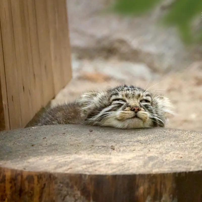 A photograph of a Pallas's cat in Novosibirsk Zoo
