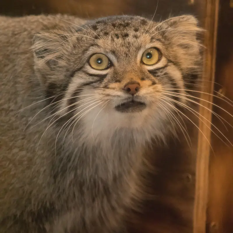 A photograph of Oto in Saitama Children's Zoo