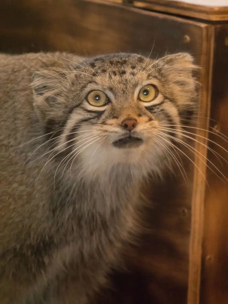 A photograph of Oto in Saitama Children's Zoo