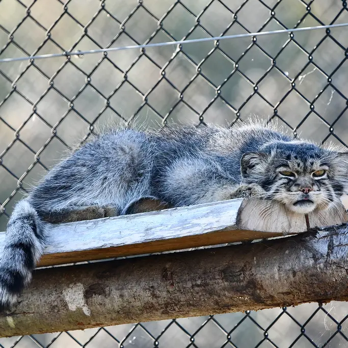 A photograph of Atlan in Port Lympne Wild Animal Park