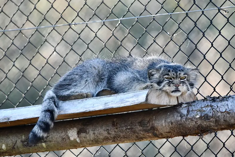 A photograph of Atlan in Port Lympne Wild Animal Park