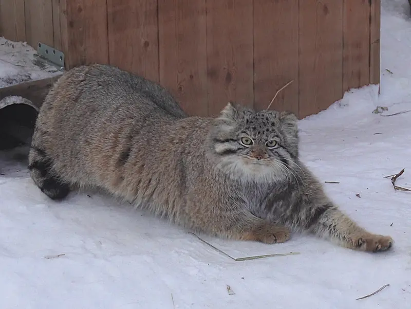 A photograph of Son of  Eve 2024 Ⅳ in Novosibirsk Zoo