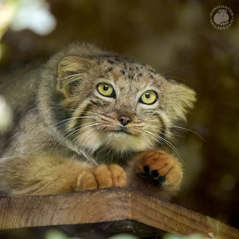 A photograph of Naré in Yerevan Zoo