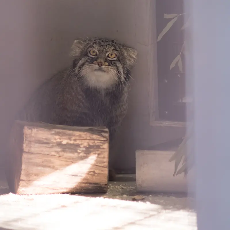 A photograph of Figa in Nogeyama Zoo