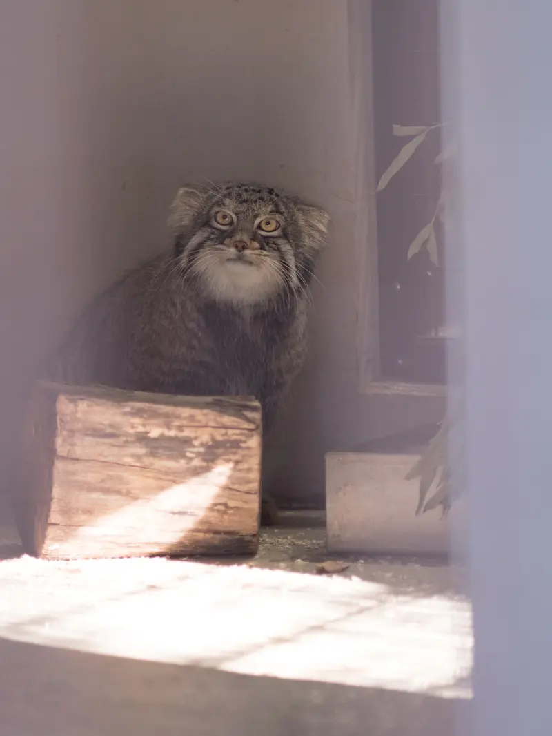A photograph of Figa in Nogeyama Zoo