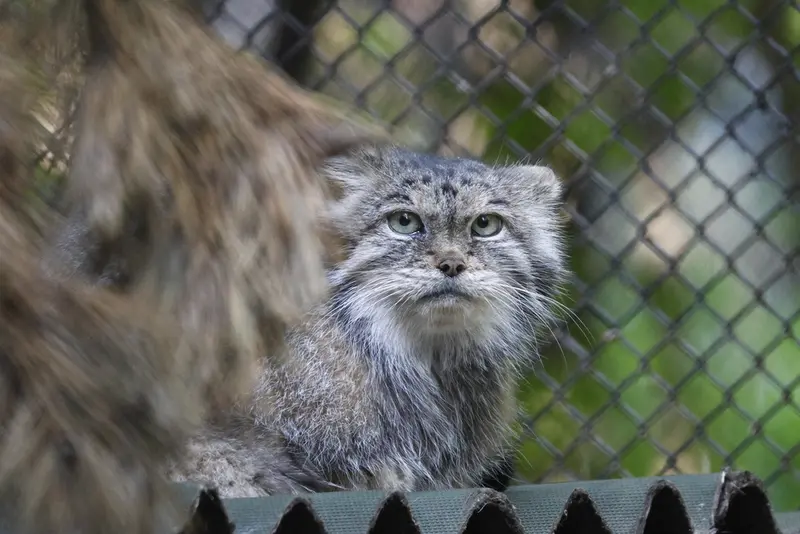 A photograph of a Pallas's cat