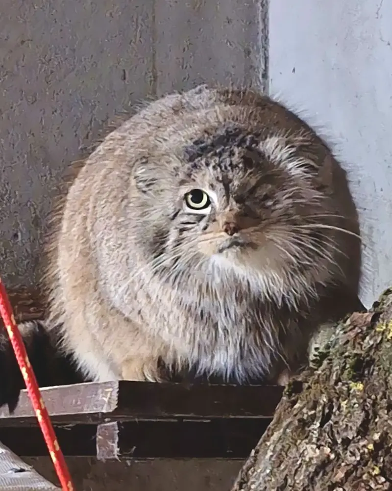 Bożenka has been found!