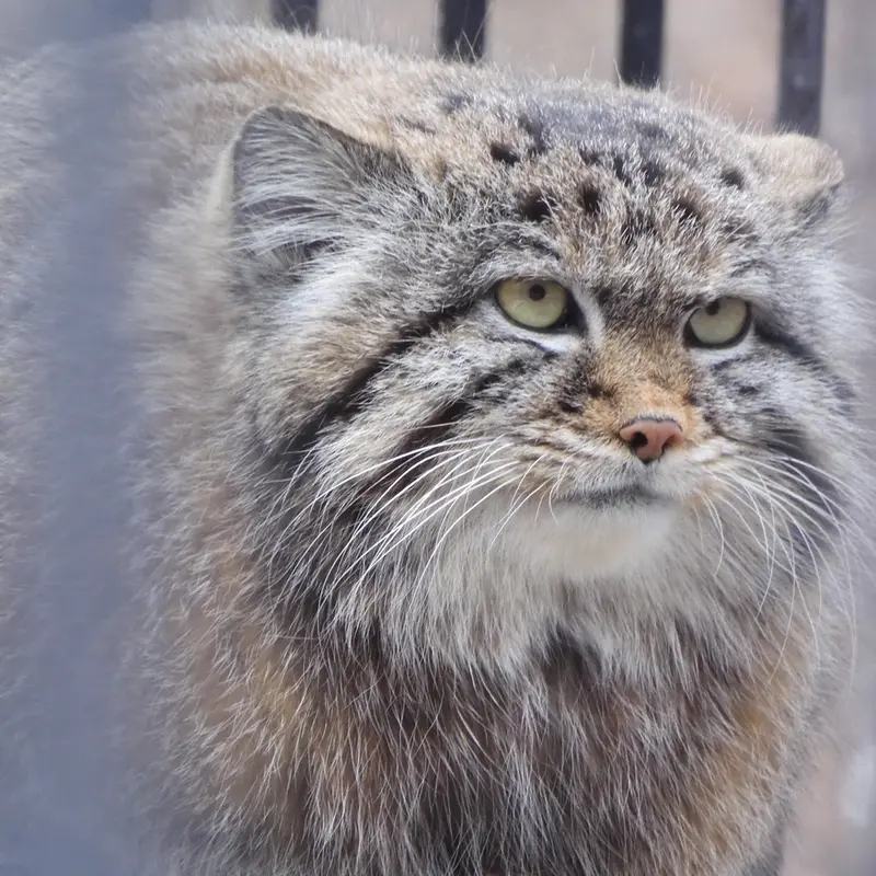 A photograph of a Pallas's cat in Novosibirsk Zoo