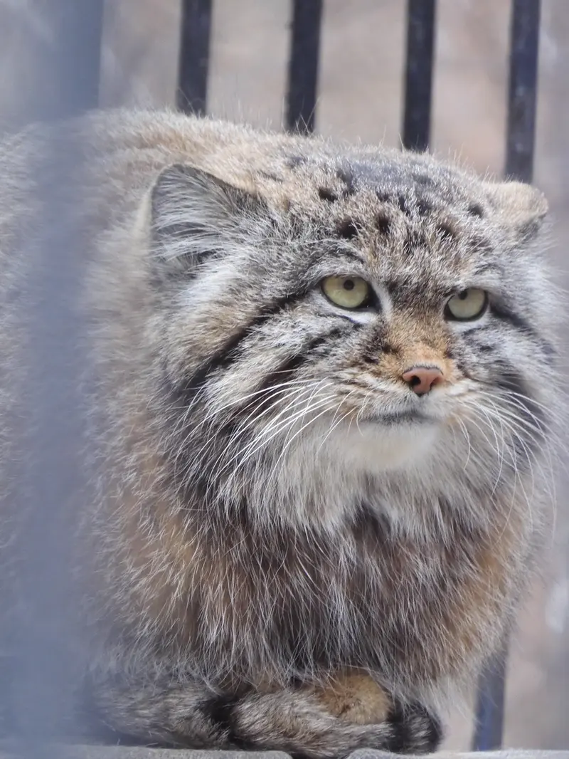 A photograph of a Pallas's cat in Novosibirsk Zoo