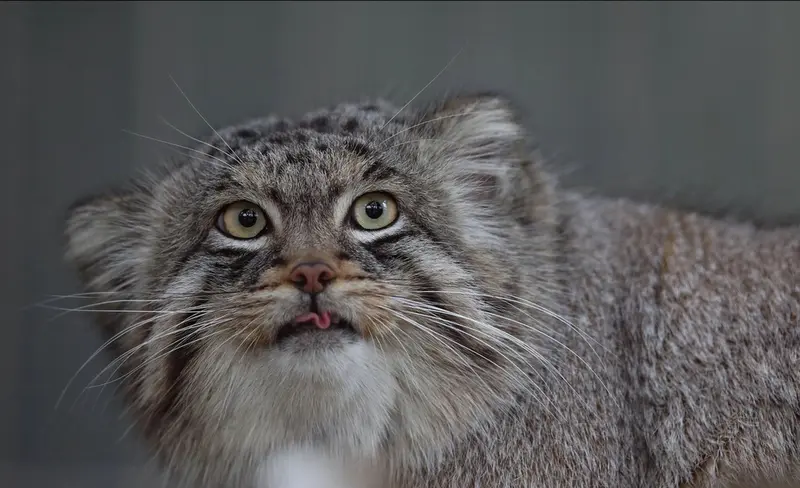 A photograph of a Pallas's cat