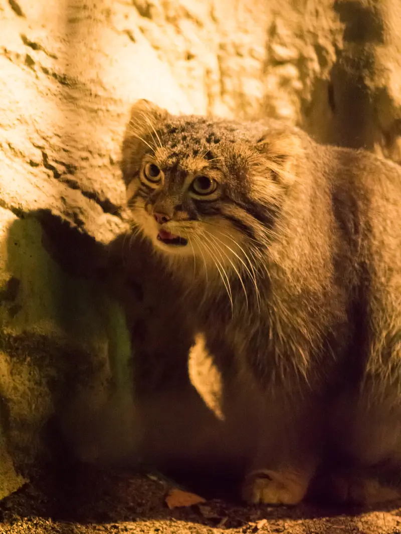 A photograph of Figa in Nogeyama Zoo
