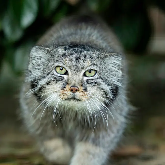 A photograph of Jethro in The Big Cat Sanctuary
