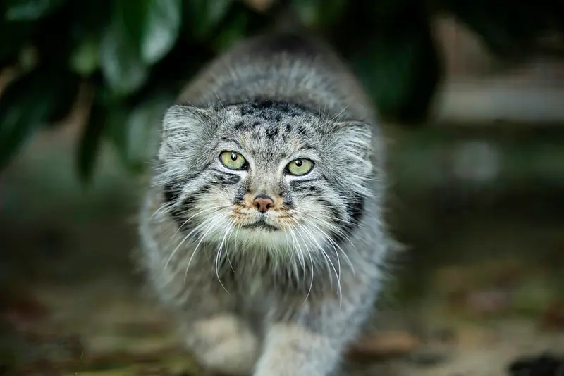 A photograph of Jethro in The Big Cat Sanctuary